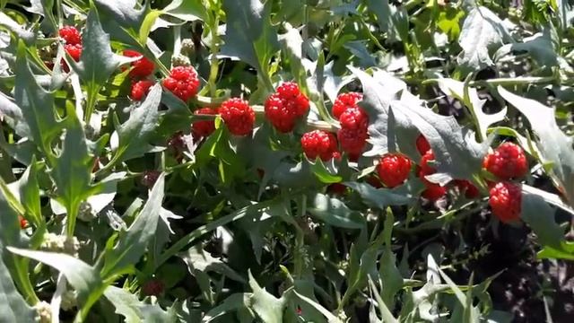 Земляничный шпинат | Марь смотреть онлайн