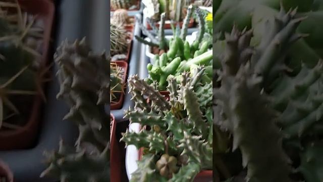 Фаукарии цвет... смотреть онлайн