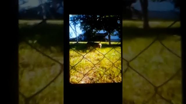 Соседская собака (Лайка)