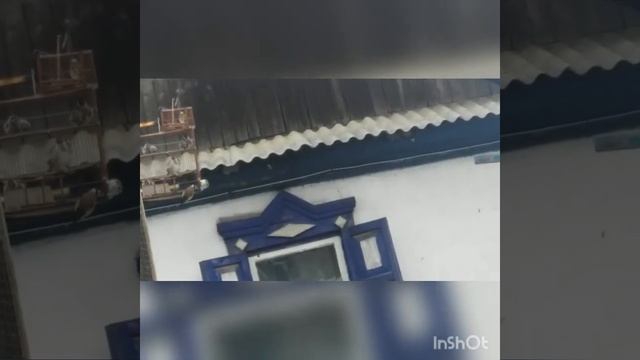Ловля щеглов на клетку. Стайка под вечер. смотреть онлайн