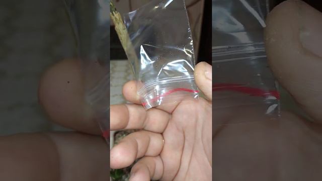 адениум продолжает сохнуть😭#адениумсохнет смотреть онлайн