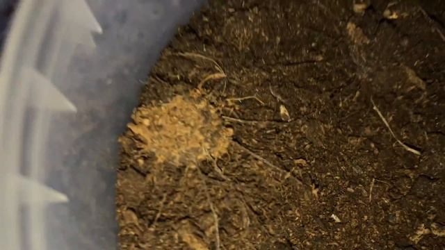 Liphistius cf ornatus feeding. It's been a while. смотреть онлайн