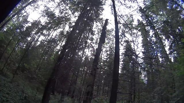 Как найти чагу в лесу. Чага березовая, чайный гриб Chaga как лечение рака. Кап и сувель. #173