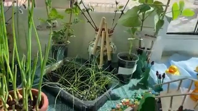 группа Карапузики огород В гостях у сказки смотреть онлайн