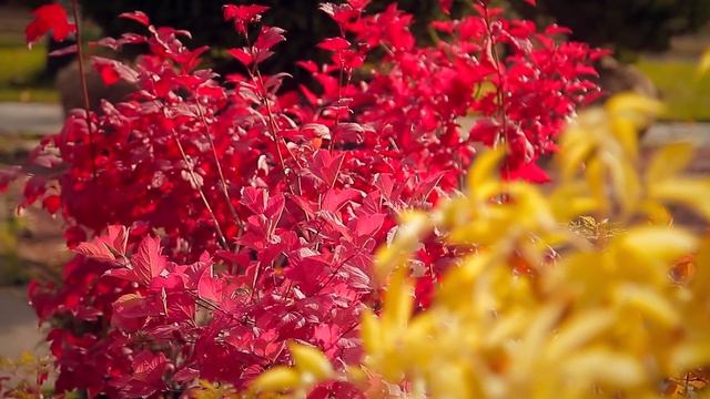 Влог#15 "Багрец и золото" коллекции растений ТВЦ. Ландшафтная композиция вокруг вяза смотреть онлайн