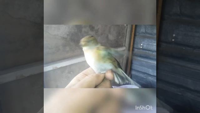 Юрок обыкновенный. Самка обыкновенного юрка. смотреть онлайн