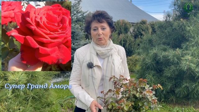 Открытие каталога ВЕСНА 2024. Питомник растений Е. Иващенко смотреть онлайн