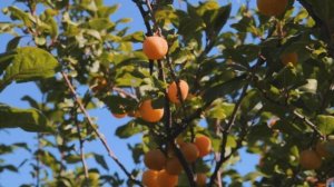 Суперпопулярная слива «Желтая Хопты»