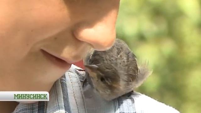 Ручной воробей смотреть онлайн