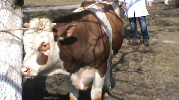 Повал быка после инъекции ксилазина. Docent A.D. Stepanov, ПДАТУ