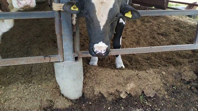 Komik İnek Videoları - İnekler Ve Papatyalar смотреть онлайн