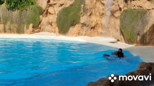 Рады радовать. Шоу дельфинов в Lora parke. смотреть онлайн