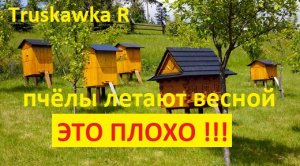 пчёлы.Норма осыпи пчёл за зиму.  Какая семья считается хорошо перезимовавшей.  Нужно ли сокращать