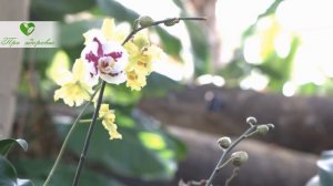 Многие держат дома орхидею, но не догадываются, какую пользу она может нести. Орхидея