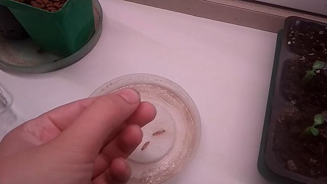 Как вырастить адениумы из семян? Покажу и расскажу наглядно! смотреть онлайн