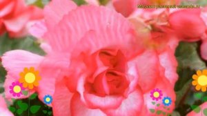 Бегония клубневая Каскад Флоренс. Краткий обзор, описание характеристик begonia Cascade Florence