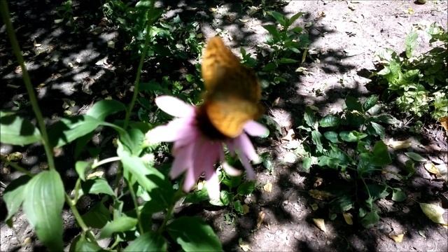 Как бабочка собирает нектар |☀️ЮЖНЫЙ 2021 | YUZHNY (Одесская область) | Август 2021 смотреть онлайн