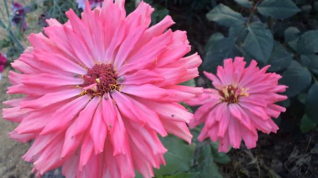 Мои цветы в саду 2014г. смотреть онлайн