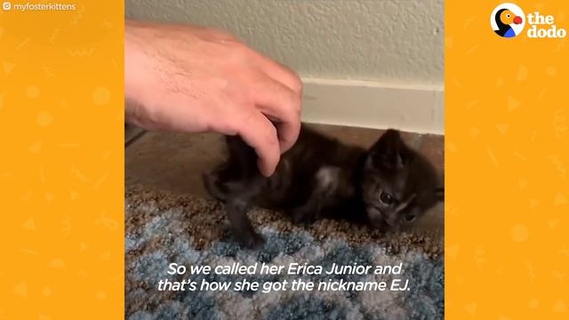 Couple on Date Sees Teeny Kitten in Distress...See How They Save Her Life | The Dodo смотреть онлайн