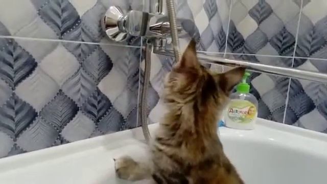 Эври в ванной) смотреть онлайн