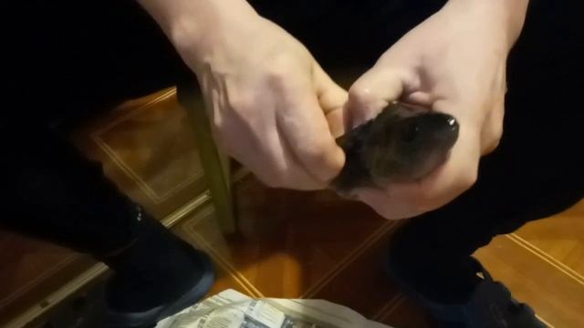 Снимаем шкуру с окуня смотреть онлайн