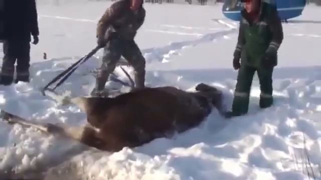 5 ДОБРЕЙШИХ ПОСТУПКОВ. Люди спасают животных от смерти смотреть онлайн