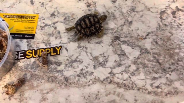 Baby leopard tortoise unboxing смотреть онлайн