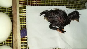 #вылупление утят/#инкубация #утки #пекинской #башкирской #голубойфаворит