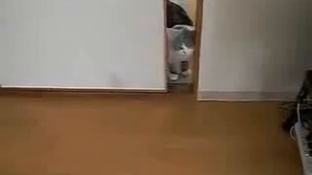 Кот с мешком на голове (The cat with a bag on your head) смотреть онлайн
