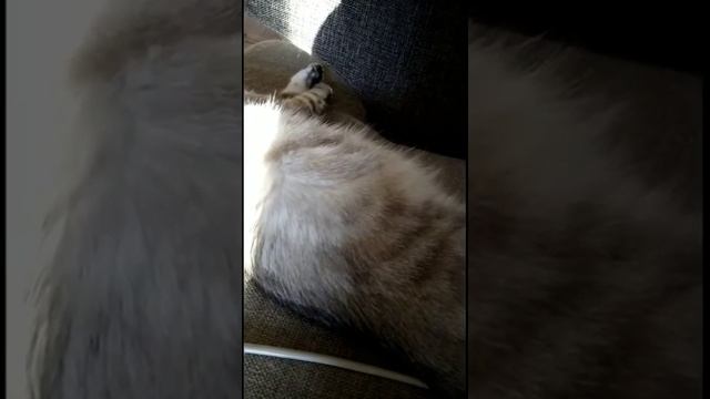 Шевеление котят в утробе матери смотреть онлайн