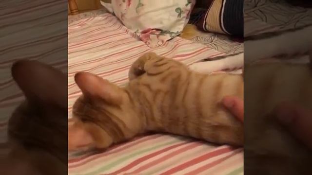 Котёнок породы Оцикет рыжий