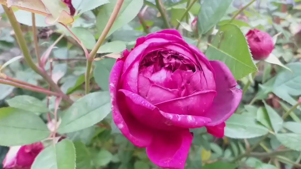 Обзор РОЗ и сада... Октябрь смотреть онлайн