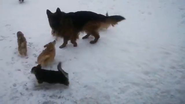 Клржики атакуют немца смотреть онлайн