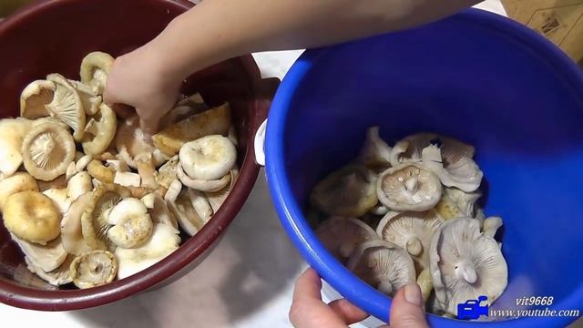Засолка груздей. Часть 1 смотреть онлайн