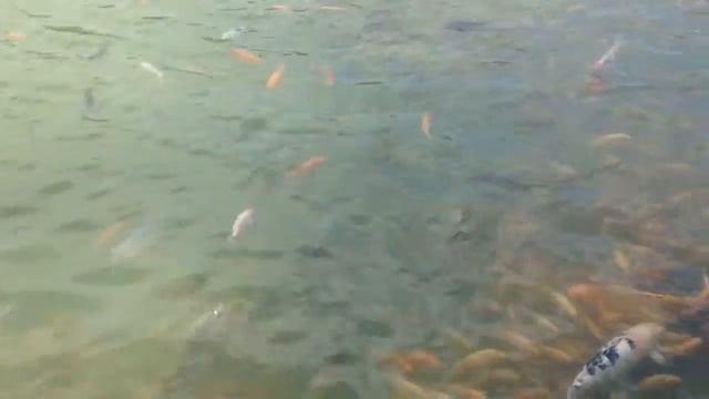 Нашествие рыб!!! Центр буддизма Наньшань о. Хайнань