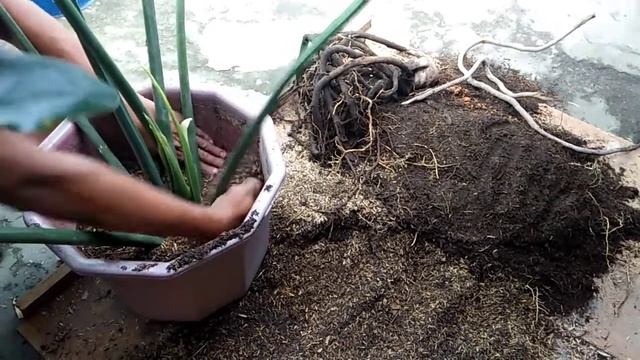 Easy Way to Propagate ll Philodendron Selloum Plant (Sahod Yaman) ll Nancy Academia смотреть онлайн