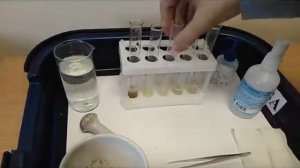 Каталитическая активность фермента каталазы в живых клетках