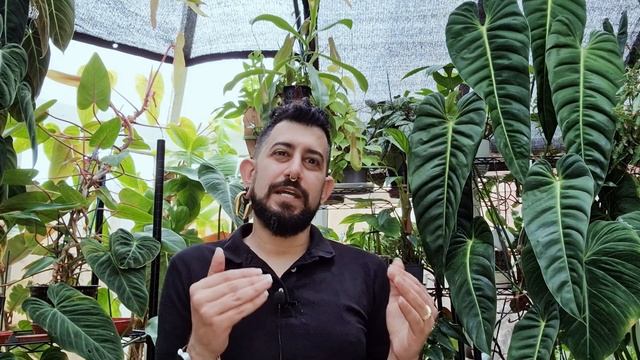 Philodendron Pedatum Review | 3 Years Later | Philodendron Pedatum Care And Tips