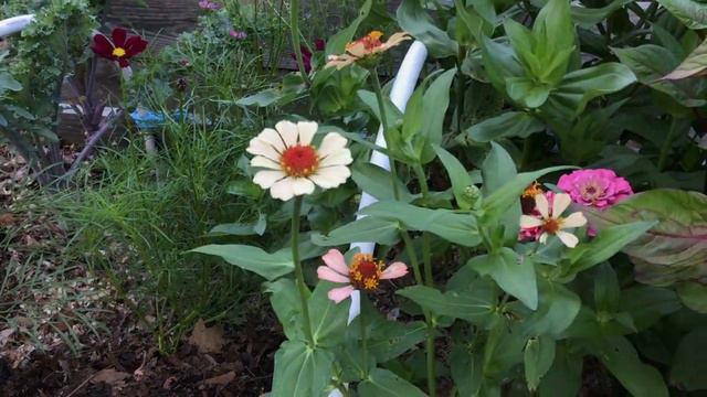 In Full Bloom. Calendula Replaced and Cutting Dahlias. CUT FLOWER GARDEN Tour Early July 2020 смотреть онлайн