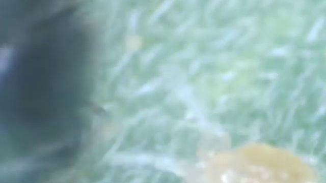 Possible Egg Guarding behavior of Phytoseiulus Persimilis Against Stethorus punctillum [Raw Footage смотреть онлайн