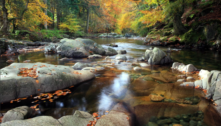 Осенний лес - Звуки реки - Расслабляющее видео природы - Белая вода ✦ Звуки Леса И Пение Птиц ✦ Bird смотреть онлайн
