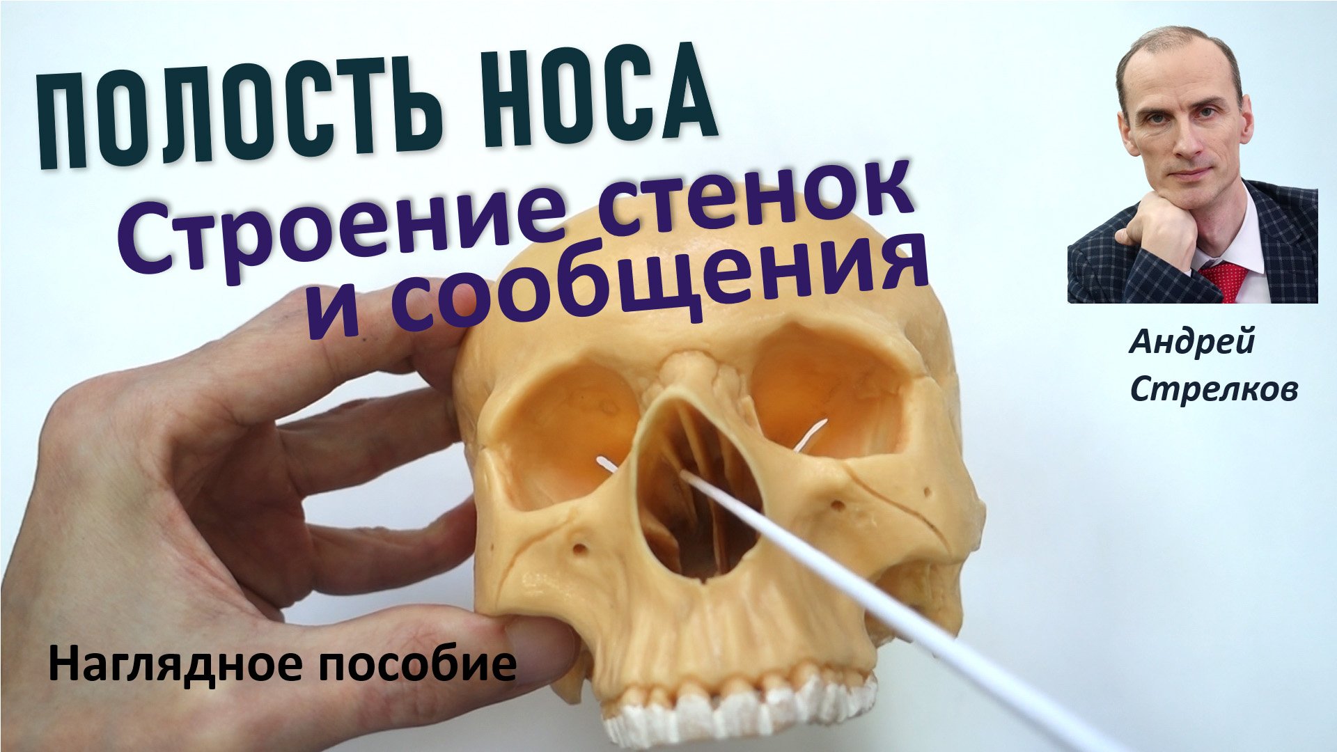 Полость носа. Строение стенок и сообщения носовой полости. смотреть онлайн