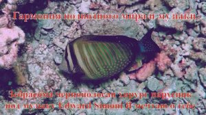 17. Зебрасома чернополосая хирург парусник под музыку Edward Simoni Я мечтаю о тебе