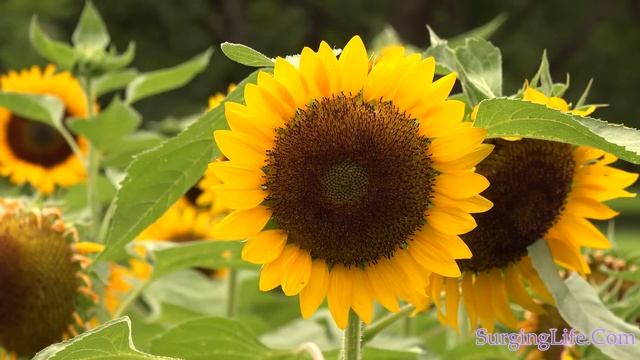 10 Minute Flower Meditation Video Radiant Sunflower 4k UHD смотреть онлайн