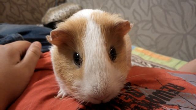 Как пищит морская свинка? смотреть онлайн