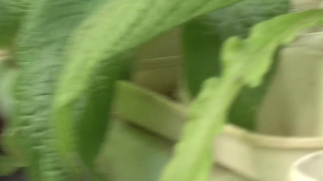 7 ноября 2012 стрепсы смотреть онлайн