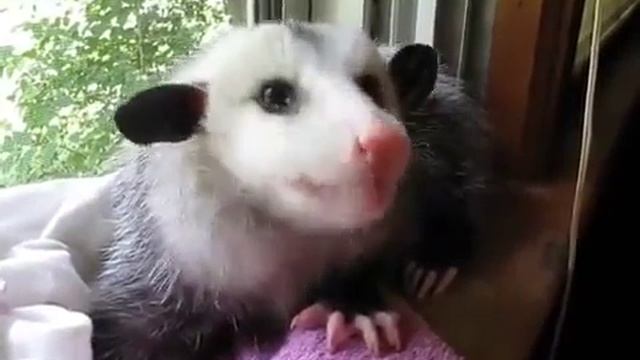 домашний опоссум