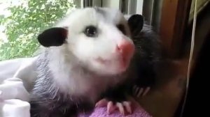 домашний опоссум