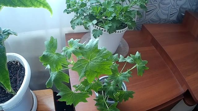 Герань Красота и здоровье смотреть онлайн