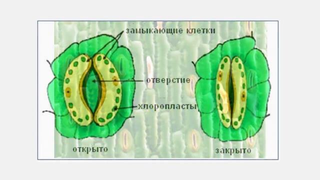 Ткани растений Покровные ткани Биология 5 - 6 класс смотреть онлайн
